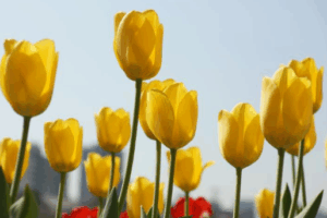Read more about the article 2025 전국 튤립 축제 총정리 장소별 주소 입장료 주차 정보까지