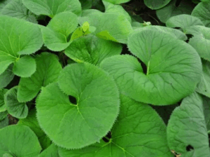 Read more about the article 곰취 효능 제대로 섭취하는 방법