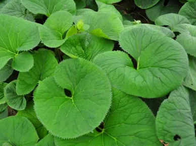 Read more about the article 곰취 효능 제대로 섭취하는 방법